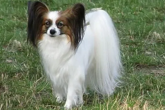PAPILLON piesek rodowodowy, 