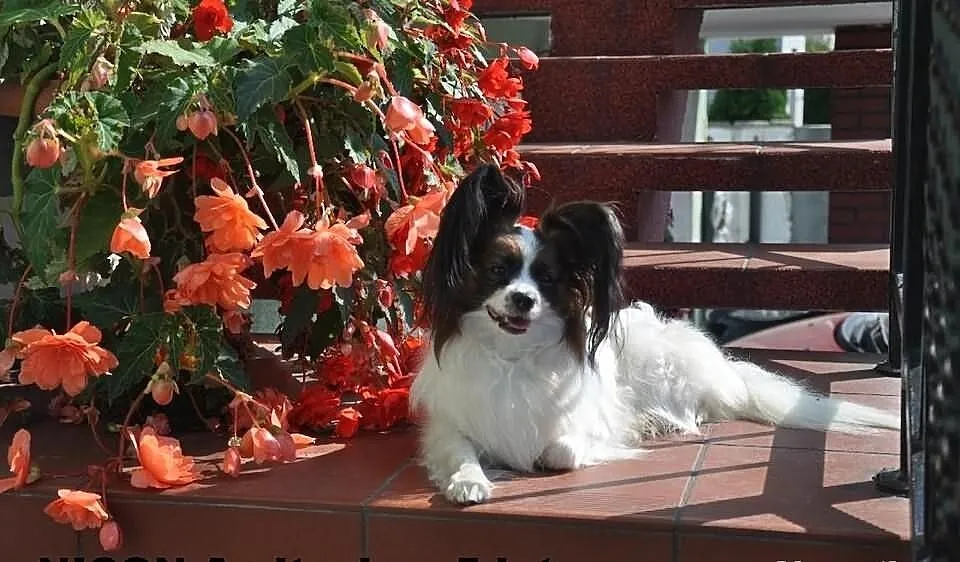 PAPILLON piesek rodowodowy,
