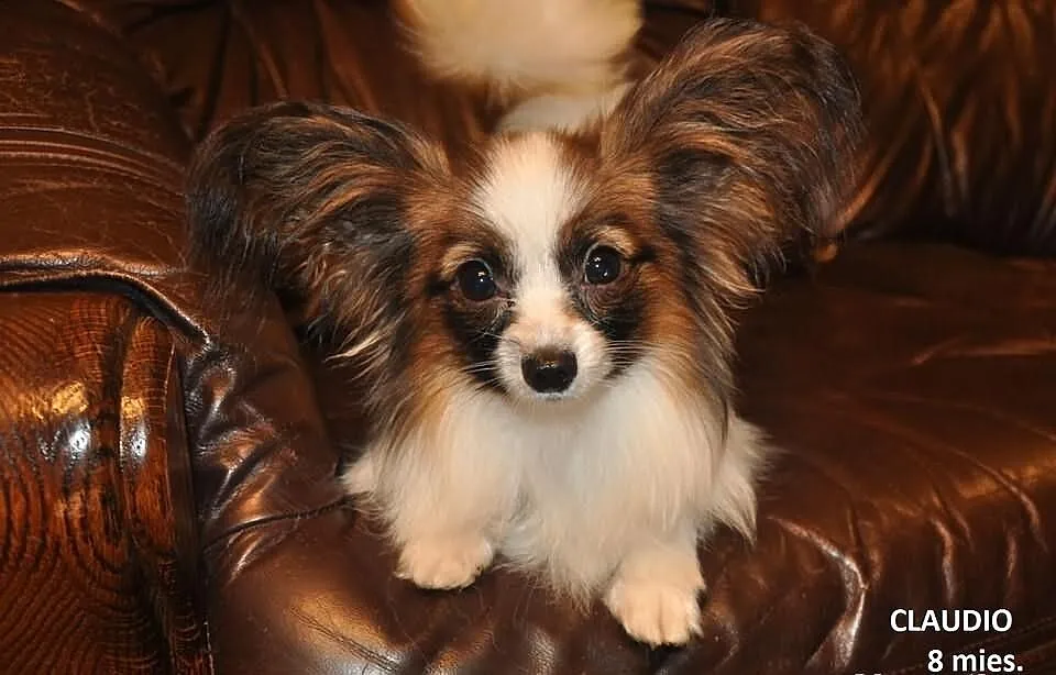 PAPILLON piesek rodowodowy,