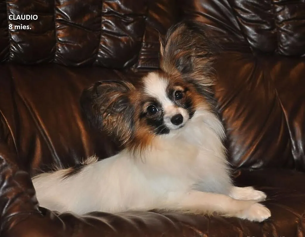 PAPILLON piesek rodowodowy,
