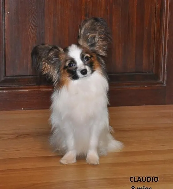 PAPILLON piesek rodowodowy,