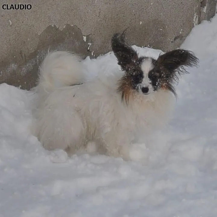PAPILLON piesek rodowodowy,