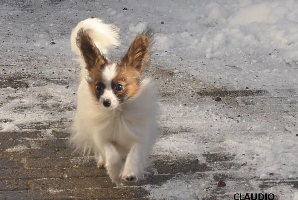 PAPILLON piesek rodowodowy,