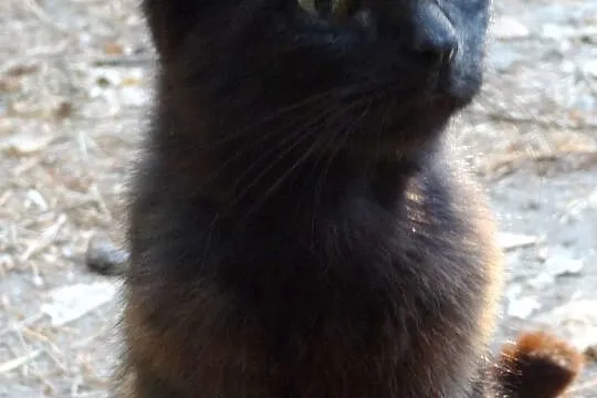 Wysterylizowana piekna czekoladowa kotka szuka dom