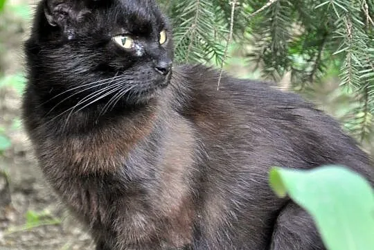 Wysterylizowana piekna czekoladowa kotka szuka dom
