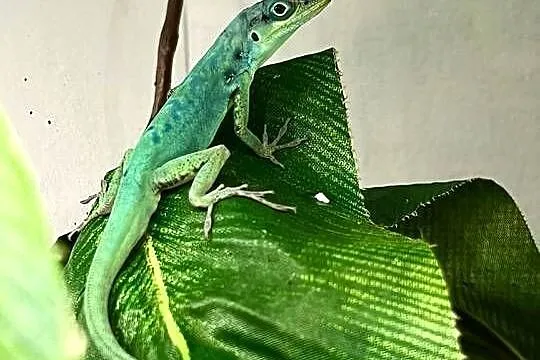 Anolis roquet summus 'macuba' 2.2