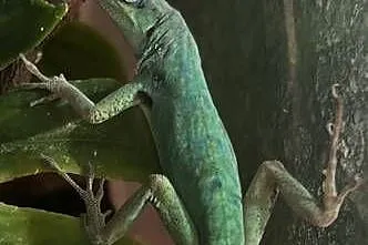 Anolis roquet summus 'macuba' 2.2, Śląskie, Sosnowiec