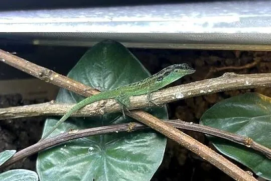 Anolis roquet summus 'macuba' 2.2, Śląskie, Sosnowiec