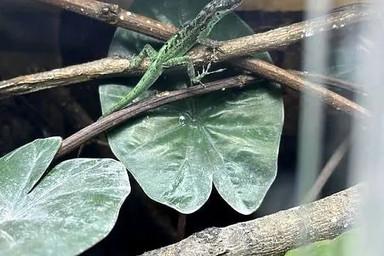 Anolis roquet summus 'macuba' 2.2, Śląskie, Sosnowiec