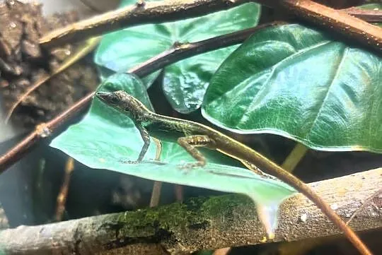 Anolis roquet summus 'macuba' 2.2, Śląskie, Sosnowiec