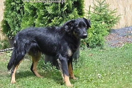 Trufel- Cześć! Zaprzyjaźnimy się?,  mazowieckie No
