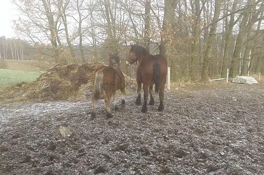 Klaczka zimnokrwista