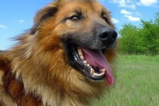 Piękny puchaty Grześ marzy o domku, spójrz na to c