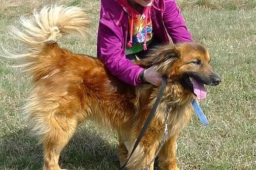 Piękny puchaty Grześ marzy o domku, spójrz na to c