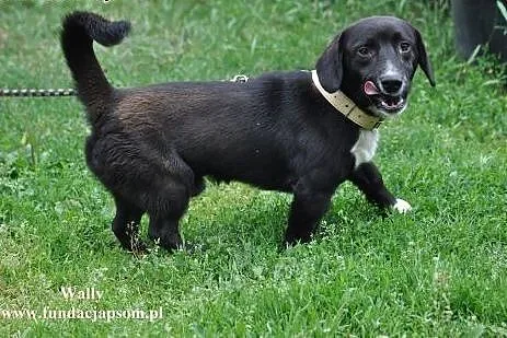 Wally- przesympatyczny czworonóg,  mazowieckie Now