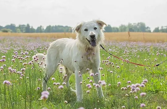 Młodziutka Biała, kochająca ludzi, lubiąca psy, mą