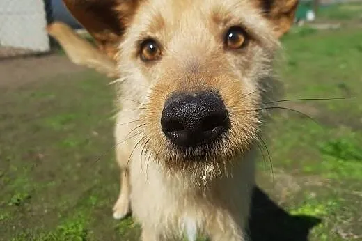 Młody Fly, łagodny TERIEREK mix szuka kochającego domu,  Kundelki cała Polska