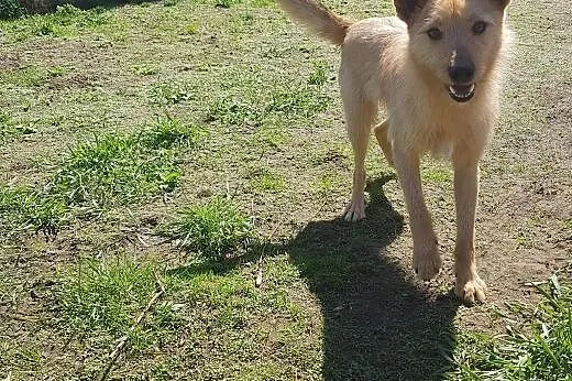 Młody Fly, łagodny TERIEREK mix szuka kochającego domu,  Kundelki cała Polska, 