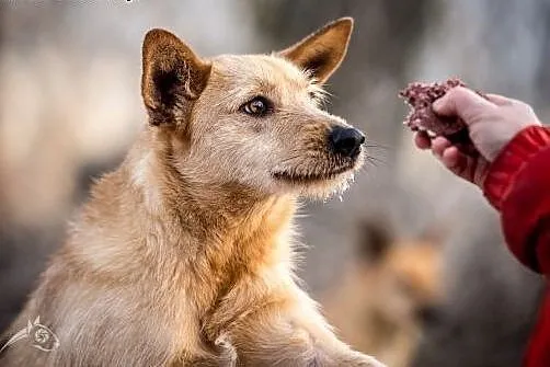 Młody Fly, łagodny TERIEREK mix szuka kochającego domu,  Kundelki cała Polska, 
