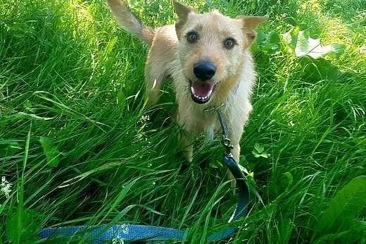 Młody Fly, łagodny TERIEREK mix szuka kochającego domu,  Kundelki cała Polska, 