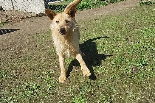 Młody Fly, łagodny TERIEREK mix szuka kochającego domu,  Kundelki cała Polska, 