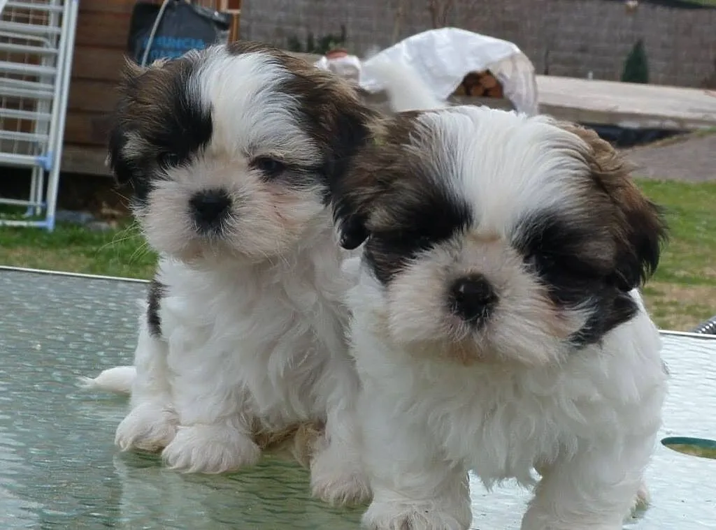 Shih Tzu, Śląskie, Gliwice