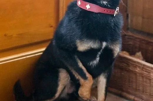 BEN - pies, który nigdy nie miał prawdziwego domu.