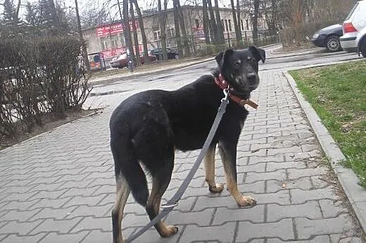 BEN - pies, który nigdy nie miał prawdziwego domu.