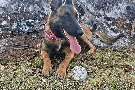 Owczarek belgijski malinois