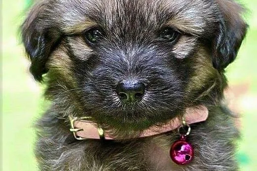 Pene - malutki szczeniaczek do adopcji,  mazowieckie Warszawa