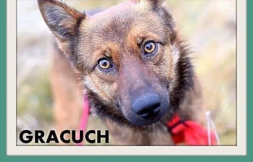 GRACUCH,9kg,łagodny,towarzyski,wesoły piesek.ADOPC