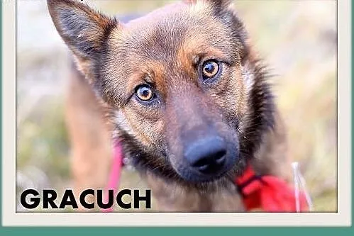 GRACUCH,9kg,łagodny,towarzyski,wesoły piesek.ADOPC