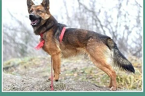 GRACUCH,9kg,łagodny,towarzyski,wesoły piesek.ADOPC