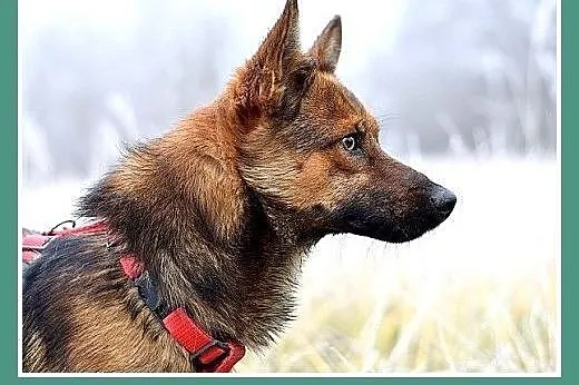 GRACUCH,9kg,łagodny,towarzyski,wesoły piesek.ADOPC