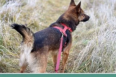 GRACUCH,9kg,łagodny,towarzyski,wesoły piesek.ADOPC