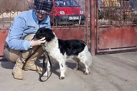 POLA nieduża, przyjazna sunia pilnie szuka domu,  