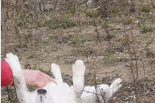 Piękna Misia nie chce być dłużej smutna,  mazowiec