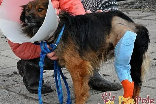 KIVI-kochany kudłacz szuka troskliwej rodziny-piękny, miły, wesoły, Małopolskie, Kraków