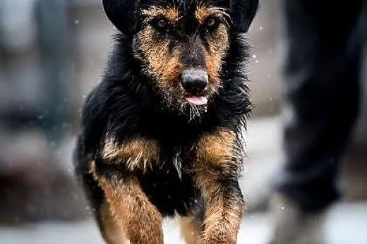 Kiedy posmutniejesz Dżager sprawi, że się zaśmieje