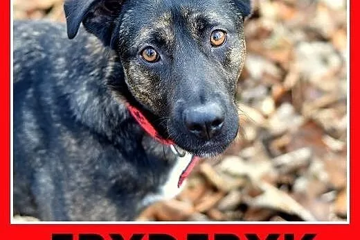 FRYDERYK,traci dom,łagodny,wesoły piesek do adopcji.PILNE,  mazowieckie Warszawa