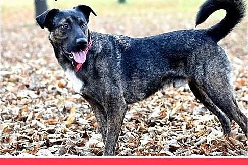 FRYDERYK,traci dom,łagodny,wesoły piesek do adopcj