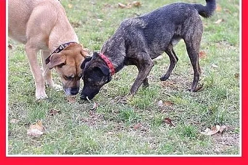 FRYDERYK,traci dom,łagodny,wesoły piesek do adopcj