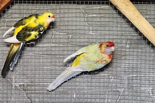 Rozelle królewskie para lęgowa, Lubuskie, Jasień