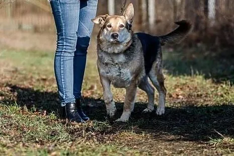 Santar, opanowany, przyjazny pies do adopcji,  Kun