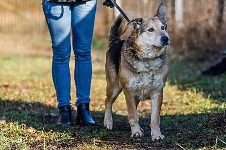 Santar, opanowany, przyjazny pies do adopcji,  Kun