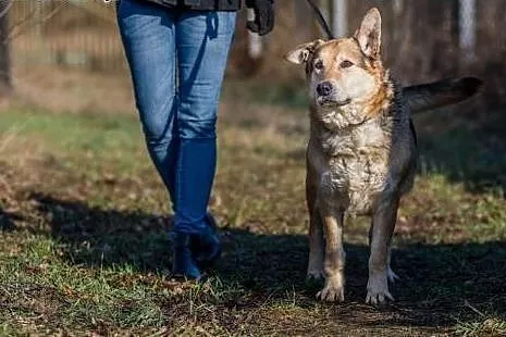 Santar, opanowany, przyjazny pies do adopcji,  Kun