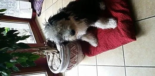 Owczarek Statoangielskibobtail szczeniaki, Pozost