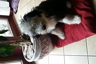 Owczarek Statoangielskibobtail szczeniaki,  Pozost