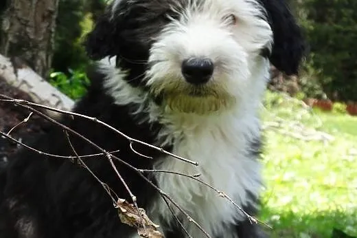 Owczarek Statoangielskibobtail szczeniaki,  Pozost