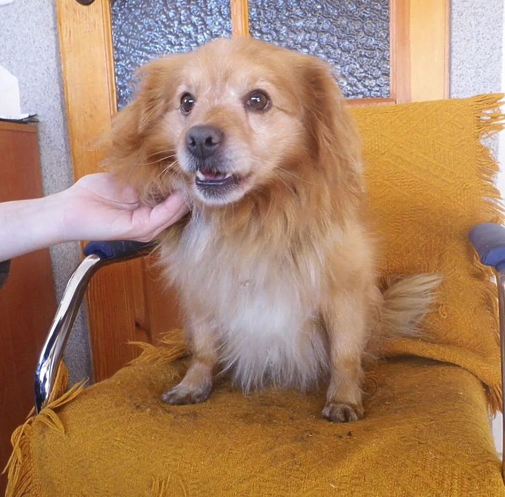 Mały, kudłaty Dropsik - grzeczny psiak adopcja